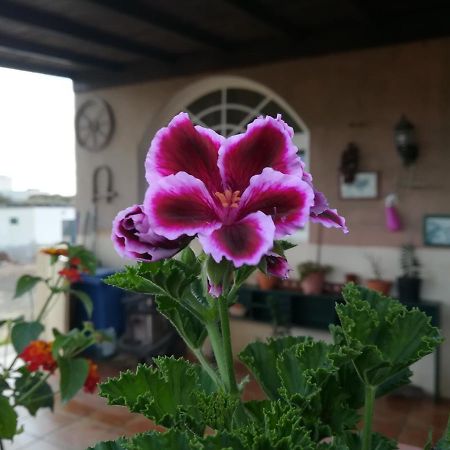 Casa Papi Διαμέρισμα Lajares Εξωτερικό φωτογραφία